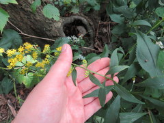 Solidago arguta arguta