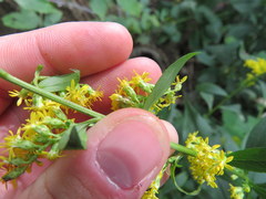 Solidago arguta arguta