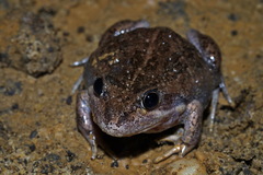 Limnodynastes dumerilii dumerilii