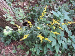 Solidago arguta arguta