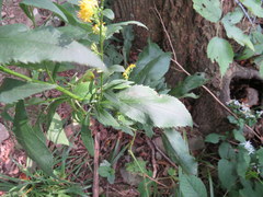 Solidago arguta arguta