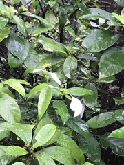 Mussaenda pubescens