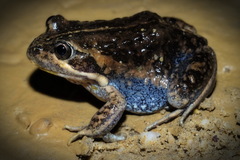 Limnodynastes dumerilii dumerilii