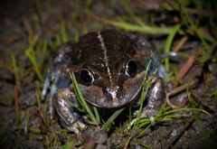 Limnodynastes dumerilii dumerilii