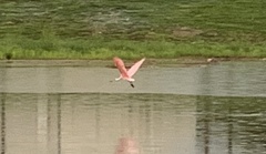 Platalea ajaja