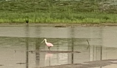 Platalea ajaja
