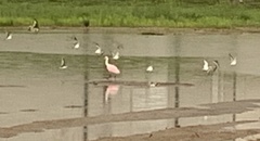 Platalea ajaja