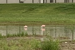 Platalea ajaja