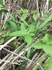 Solena amplexicaulis