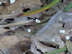 Entoloma sericellum