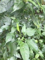Capsicum frutescens