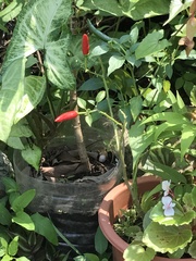 Capsicum frutescens