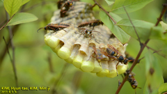 Polistes nipponensis
