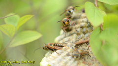 Polistes nipponensis
