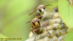 Polistes nipponensis