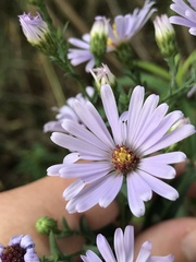 Symphyotrichum laeve