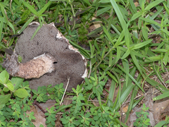 Strobilomyces confusus