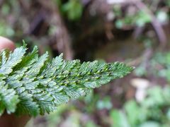 Abrodictyum elongatum