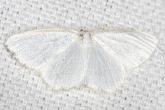 Protitame virginalis