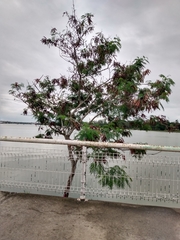Leucaena leucocephala