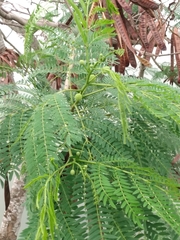 Leucaena leucocephala