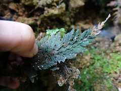 Abrodictyum elongatum