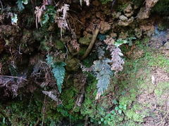 Abrodictyum elongatum