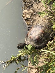 Trachemys scripta elegans