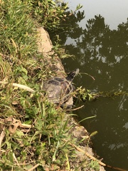 Trachemys scripta elegans