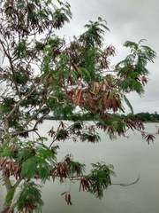 Leucaena leucocephala