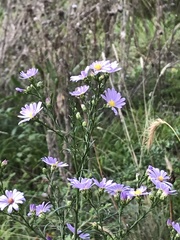 Symphyotrichum