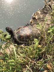 Trachemys scripta elegans