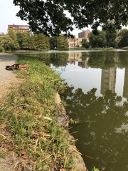 Trachemys scripta elegans