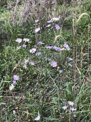 Symphyotrichum