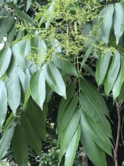 Ailanthus fordii