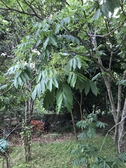 Ailanthus fordii