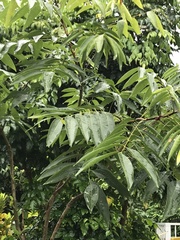 Ailanthus fordii