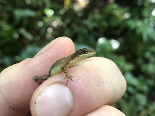 Border Anole, photo 6 of 10