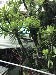 Euphorbia antiquorum