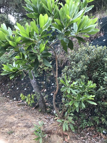 Big-leaved Acacia