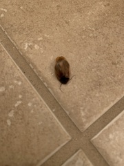 Pycnoscelus surinamensis