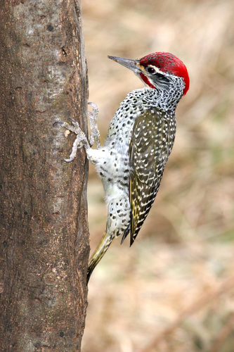 Nubian Woodpecker