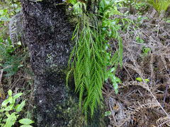 Asplenium flaccidum flaccidum
