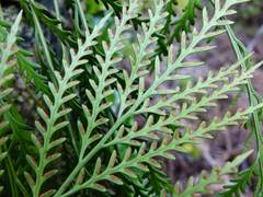 Asplenium flaccidum flaccidum