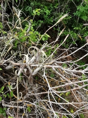 Tillandsia intermedia