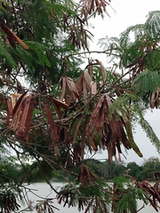 Leucaena leucocephala