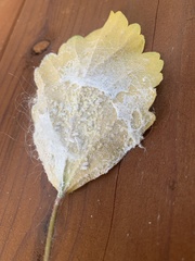 Trialeurodes abutiloneus