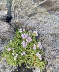 Polemonium elegans