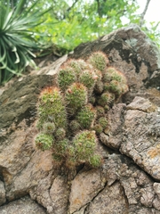 Mammillaria mazatlanensis