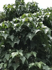 Aleurites moluccanus